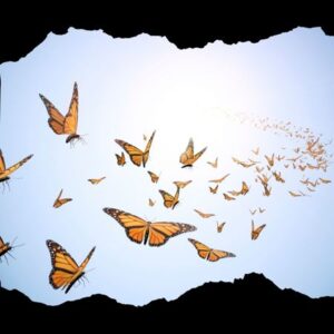 butterfly poem picture